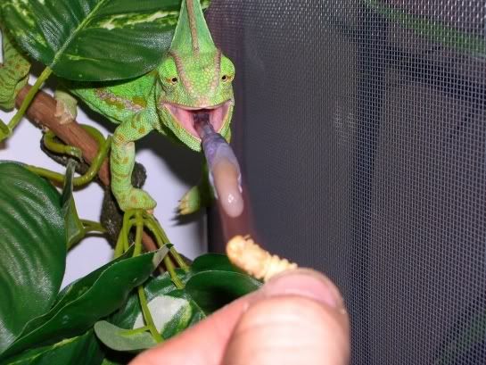 chameatingmealwormlarvagood2.jpg