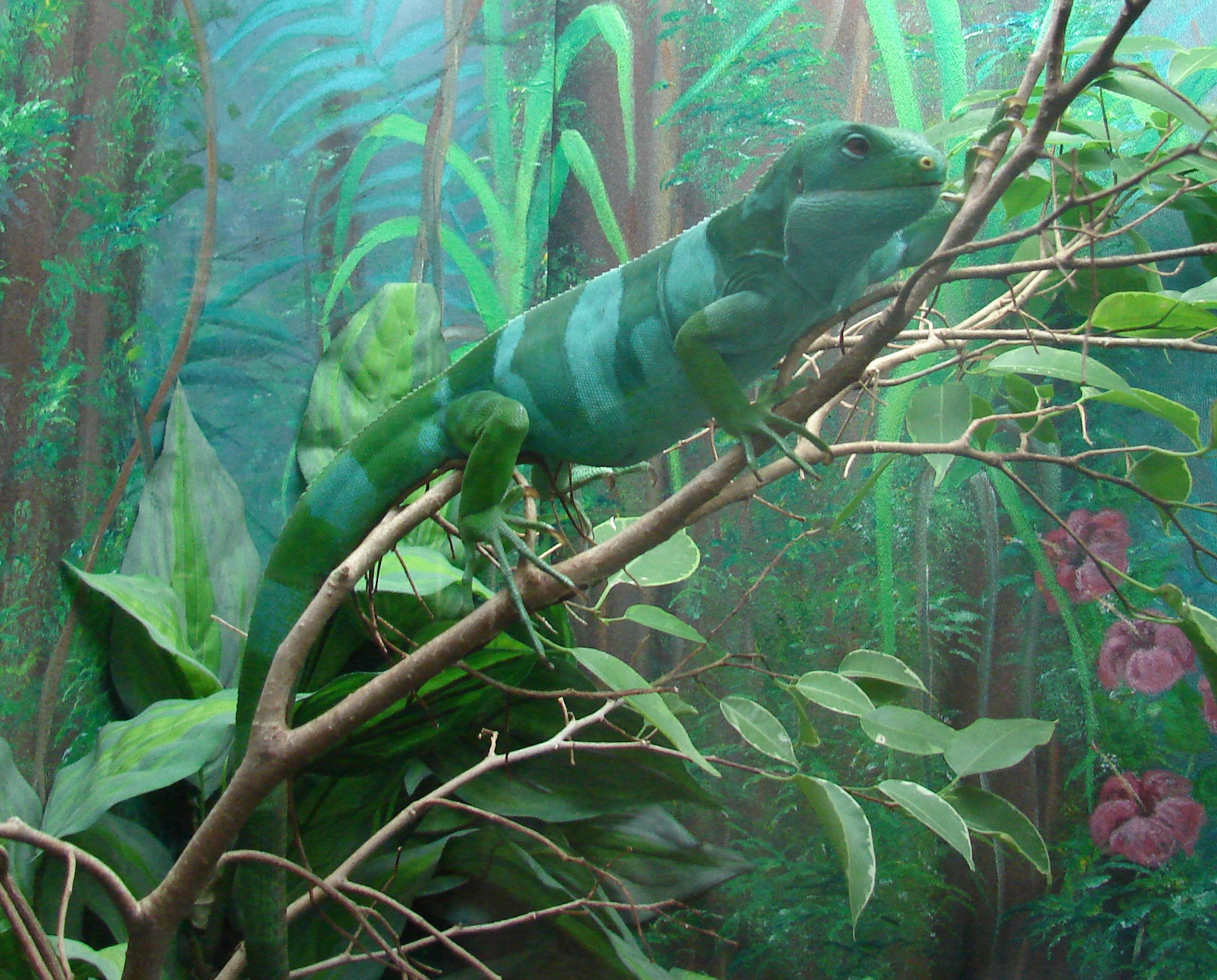 Brachylophus_fasciatus_(Fijian_Iguana).jpg