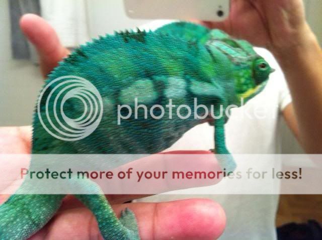 blue5.jpg