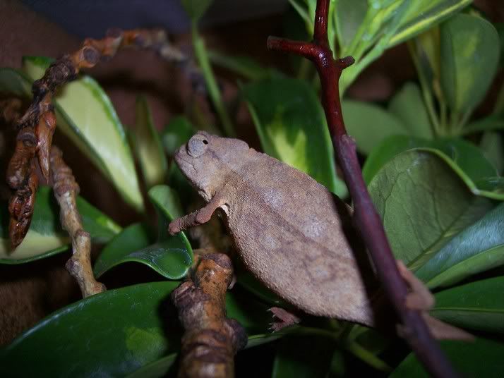 leaf2.jpg