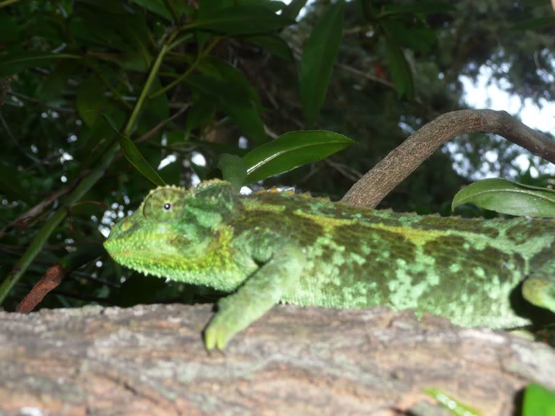 chameleon.jpg