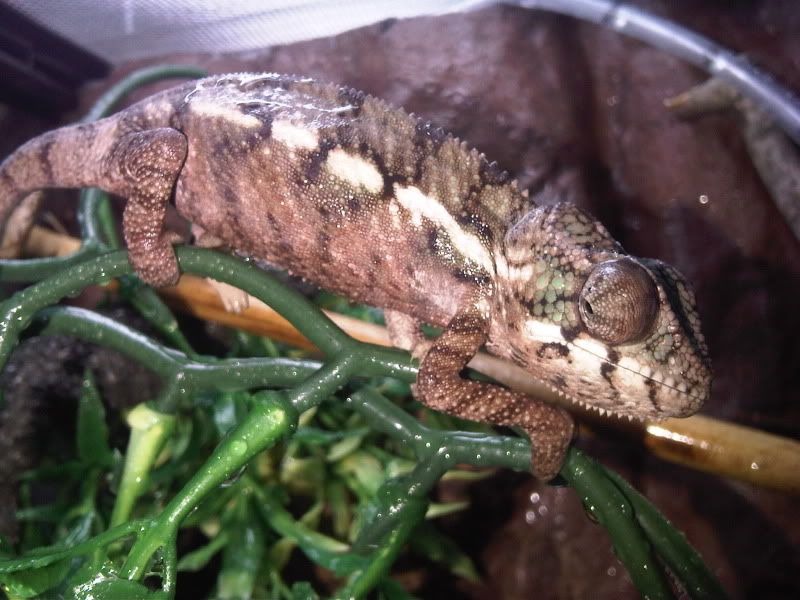 chameleon4020.jpg