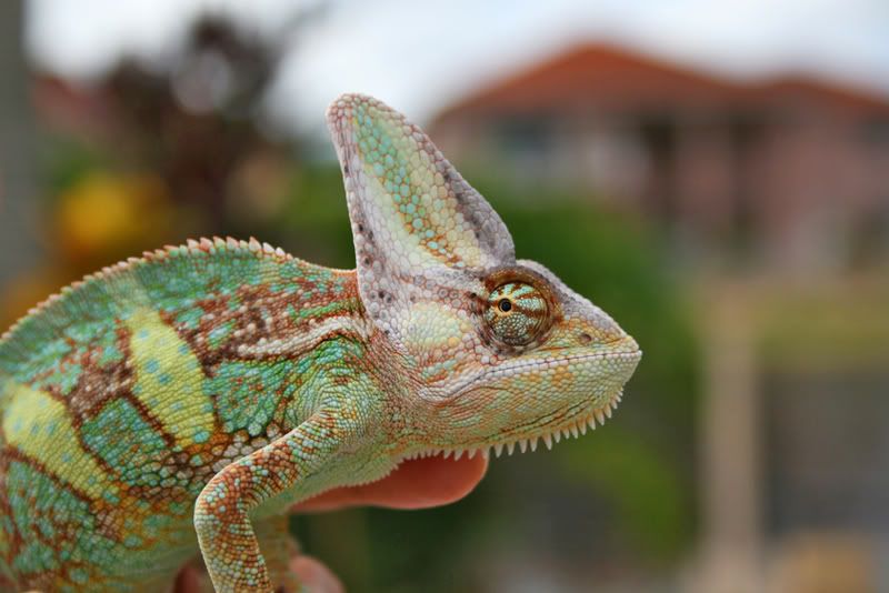 wildcolors.jpg