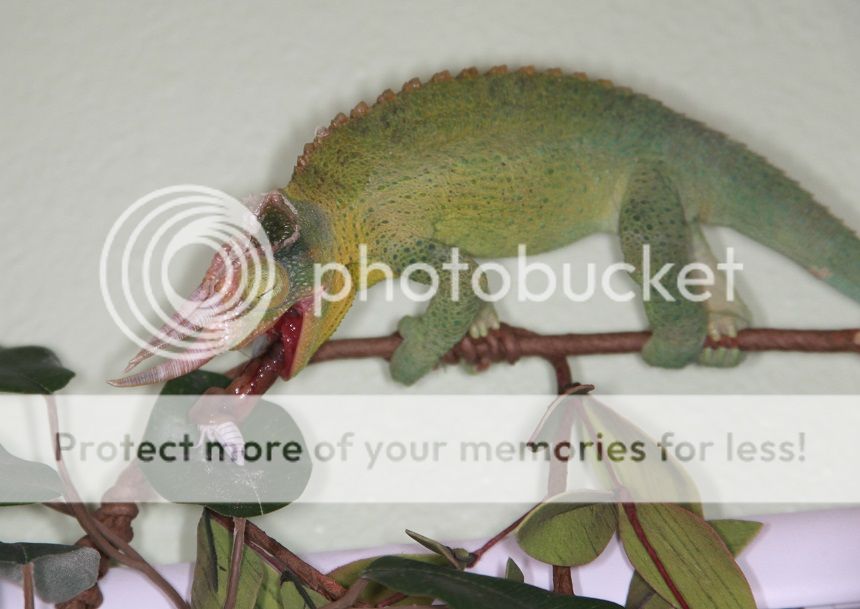 RexVRoach.jpg