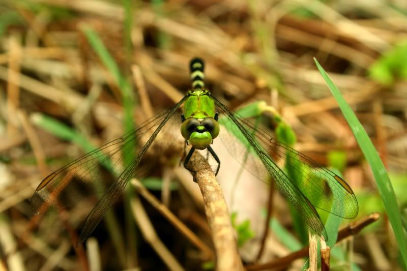 dragonflypic2.jpg