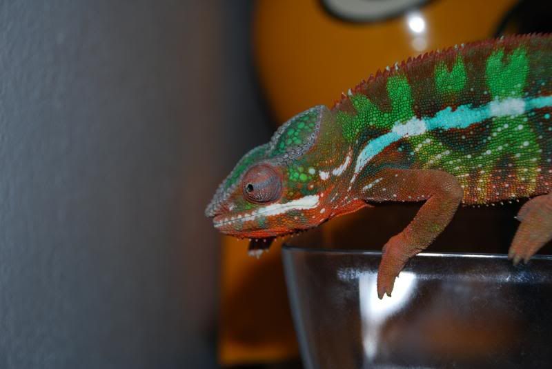 DSC_0143.jpg