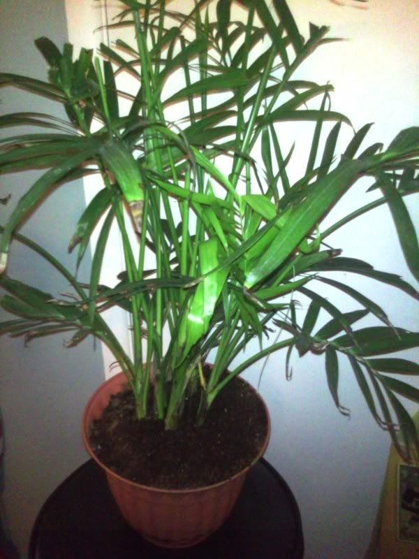 Plant1.jpg