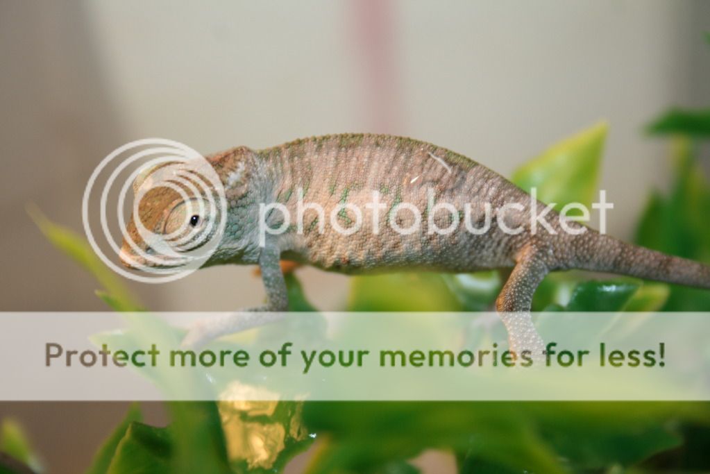 tritonfalybabies014.jpg