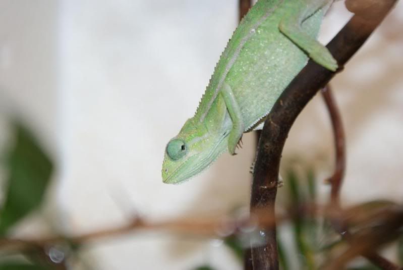 ellioti_female-1.jpg