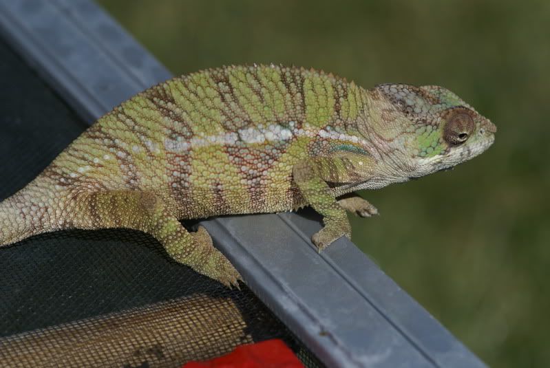 DSC07241.jpg
