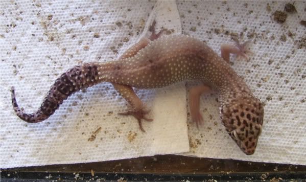 Gecko002-1.jpg
