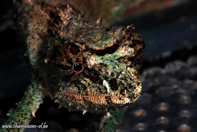 DSC_8498Small-1.jpg