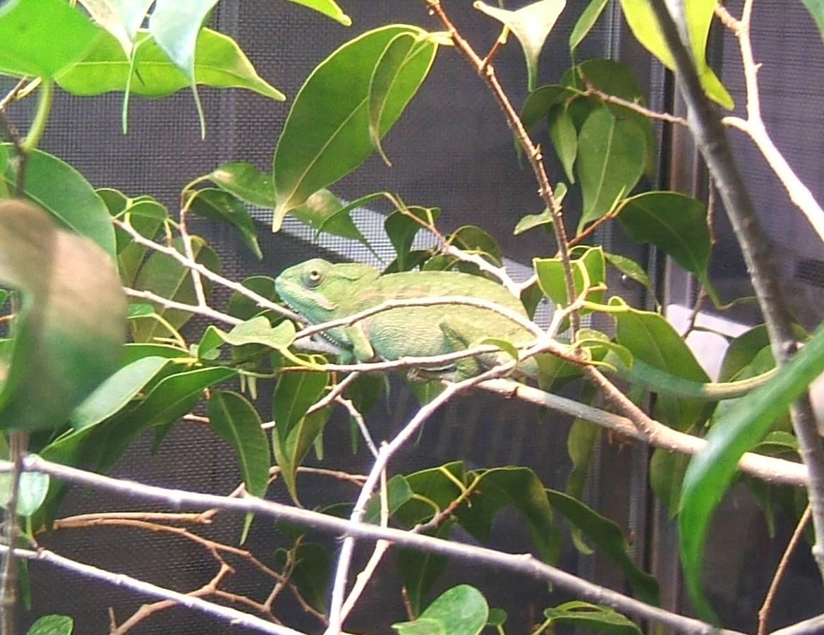 29007lateral_basking_major.jpg
