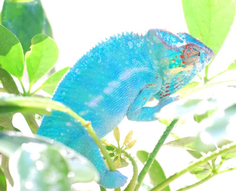 superblue.jpg
