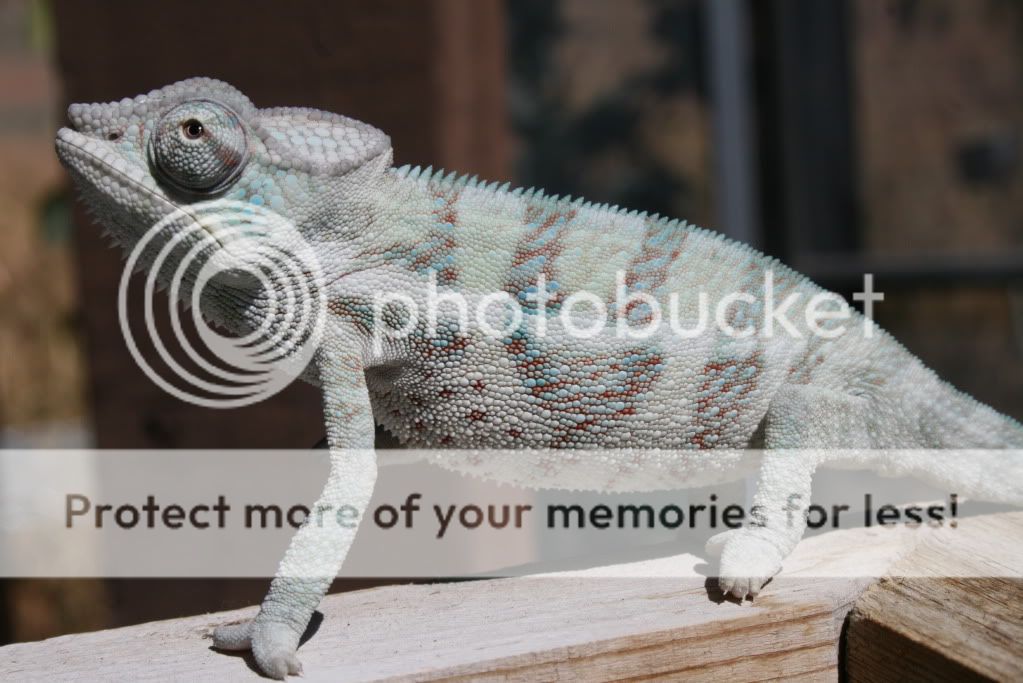 eospics9-19-09012-6.jpg