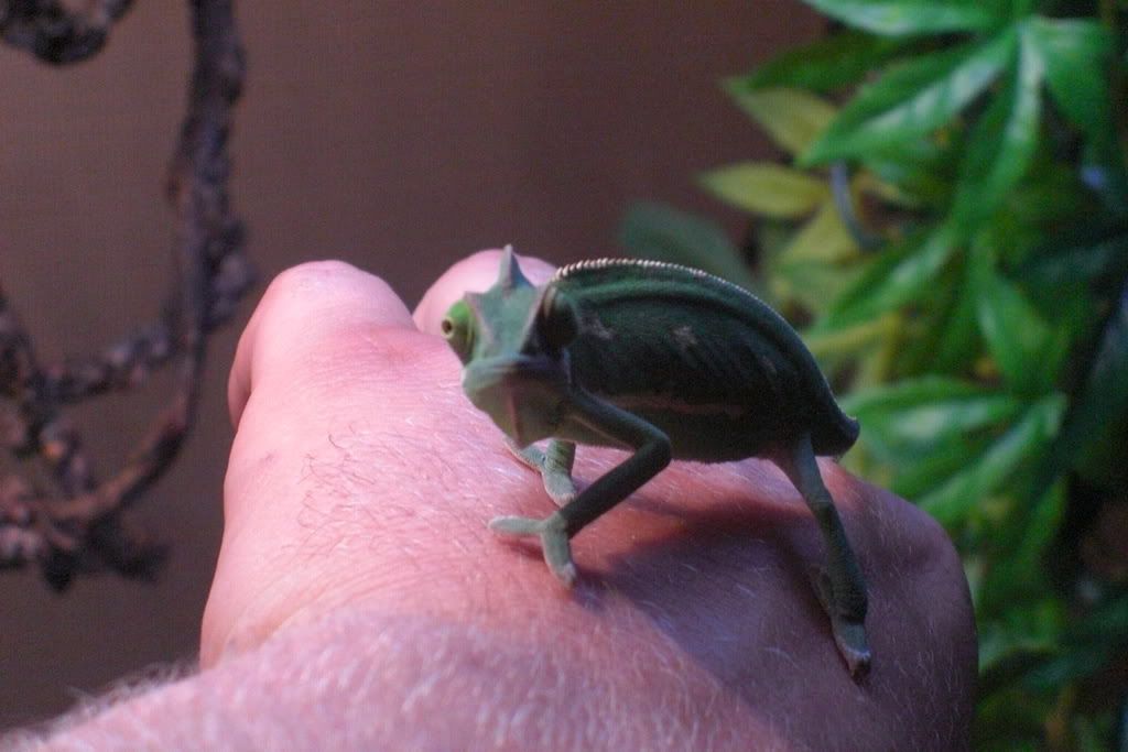 Lizard018.jpg