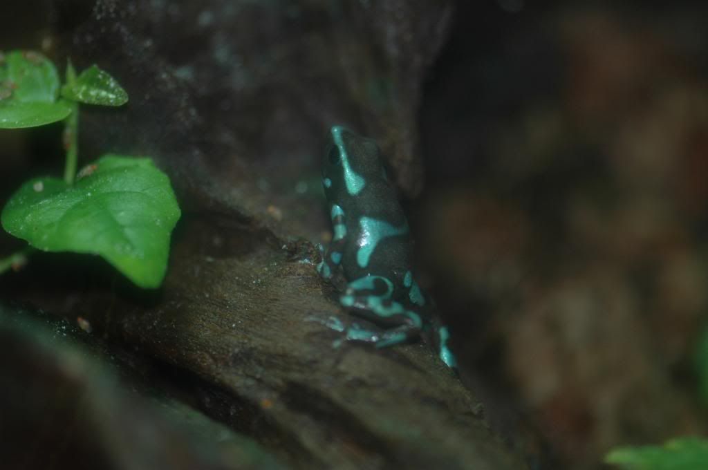 Macro_shotswithD70002.jpg