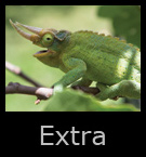 extra.jpg