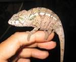 Mychameleon.jpg