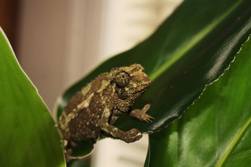 chameleon001.jpg