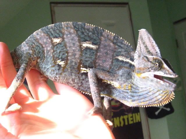 chameleon004.jpg
