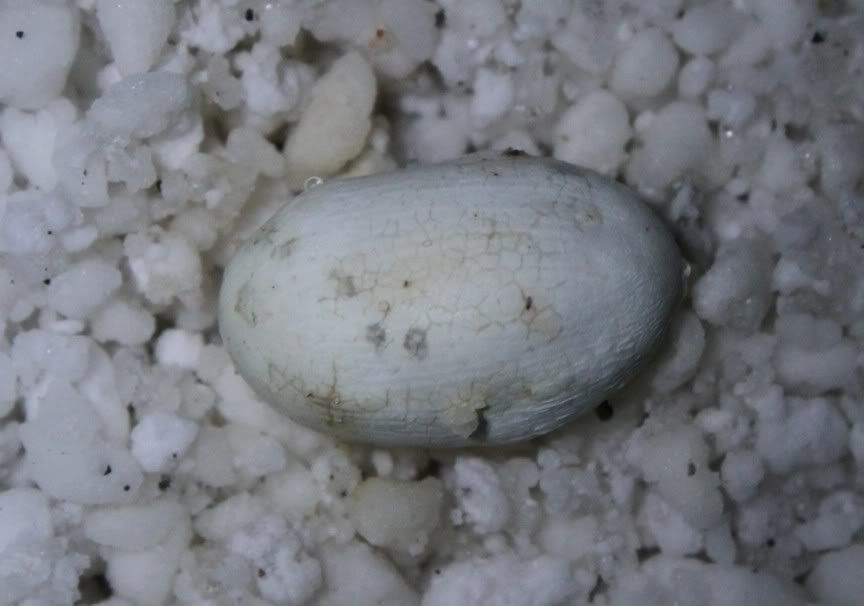 eggs6.jpg