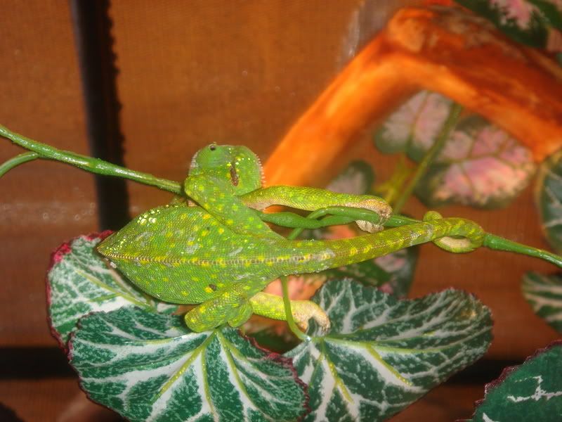 DSC02177.jpg