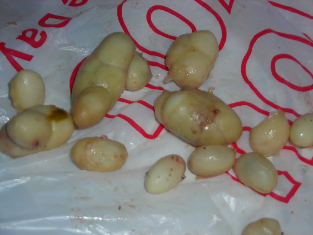 DSCN6288.jpg