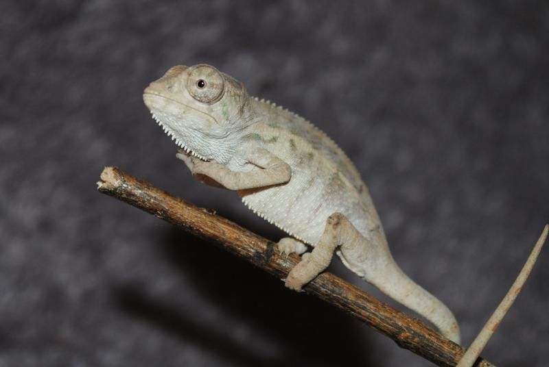 MyBabyPanther_zpsa440ad10.jpg
