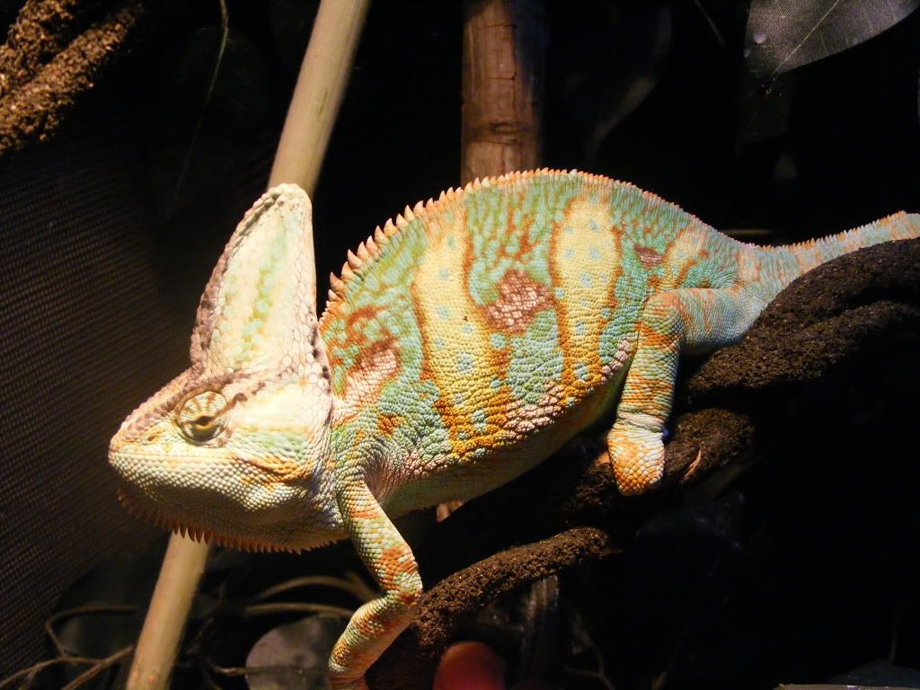 DSCF6352.jpg