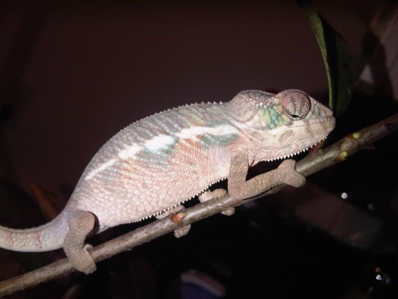 chameleon5002.jpg