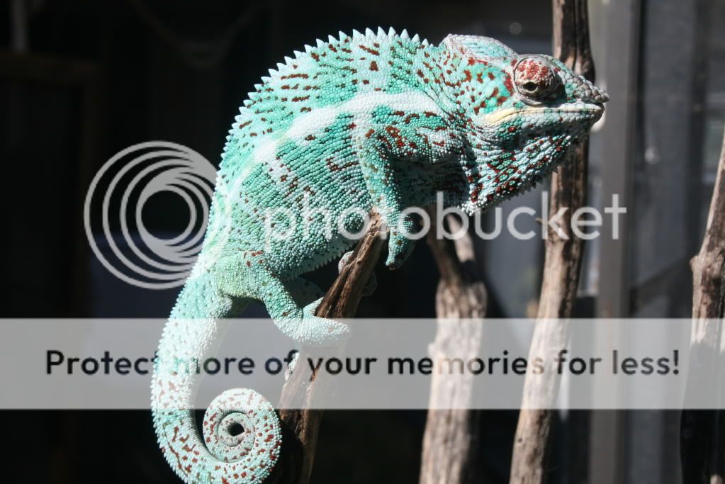eospics9-19-09034-1.jpg