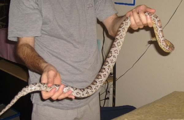 Snake-MysticandAri3-08.jpg