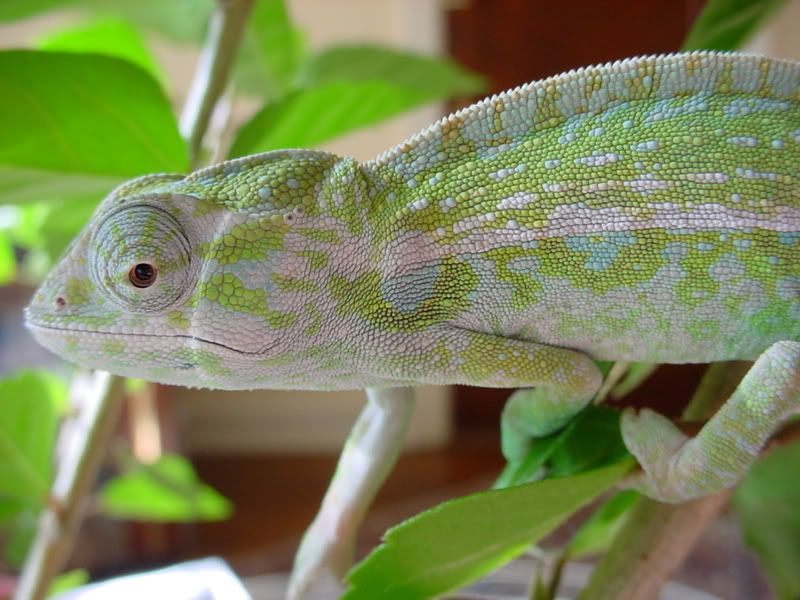 latsandskinks10-20-08086.jpg