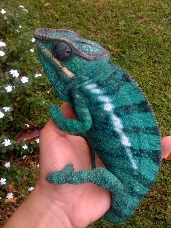 blueboy2.jpg