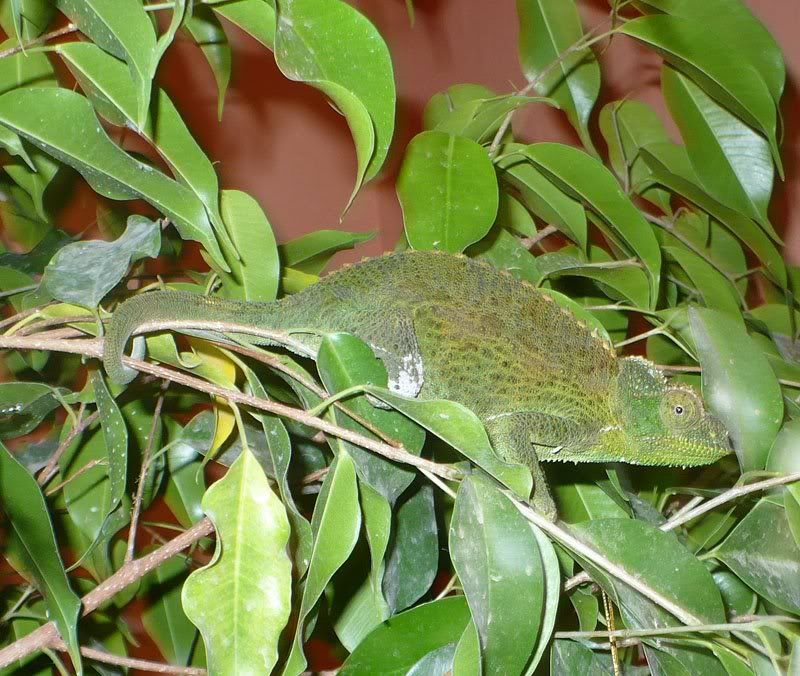 chameleoninficus.jpg