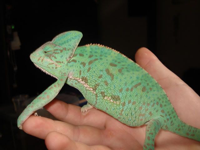 ccalyfem1.jpg