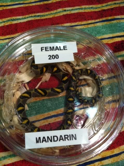 MANDARIN.jpg