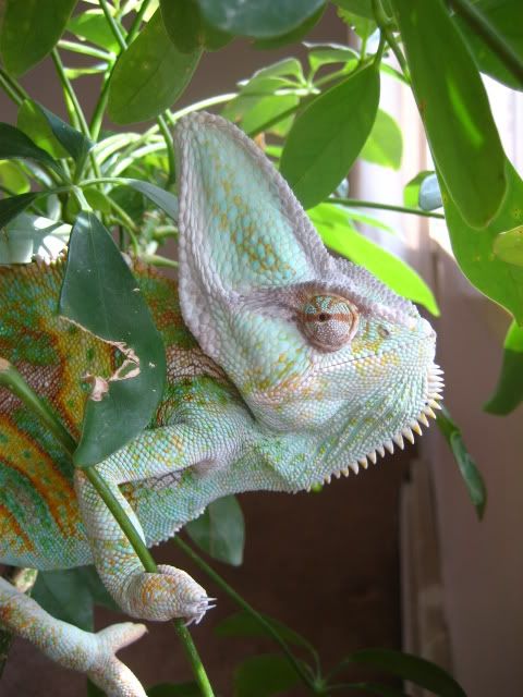 oggie003.jpg