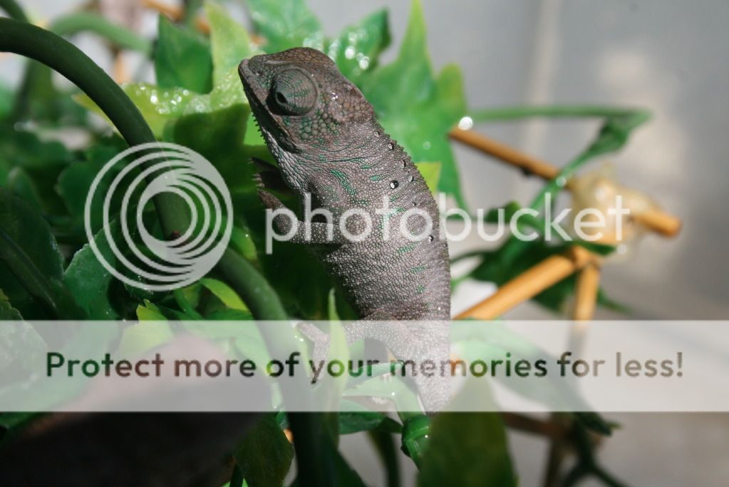 somepics021.jpg