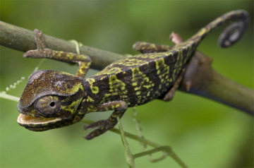 1206chameleon.jpg