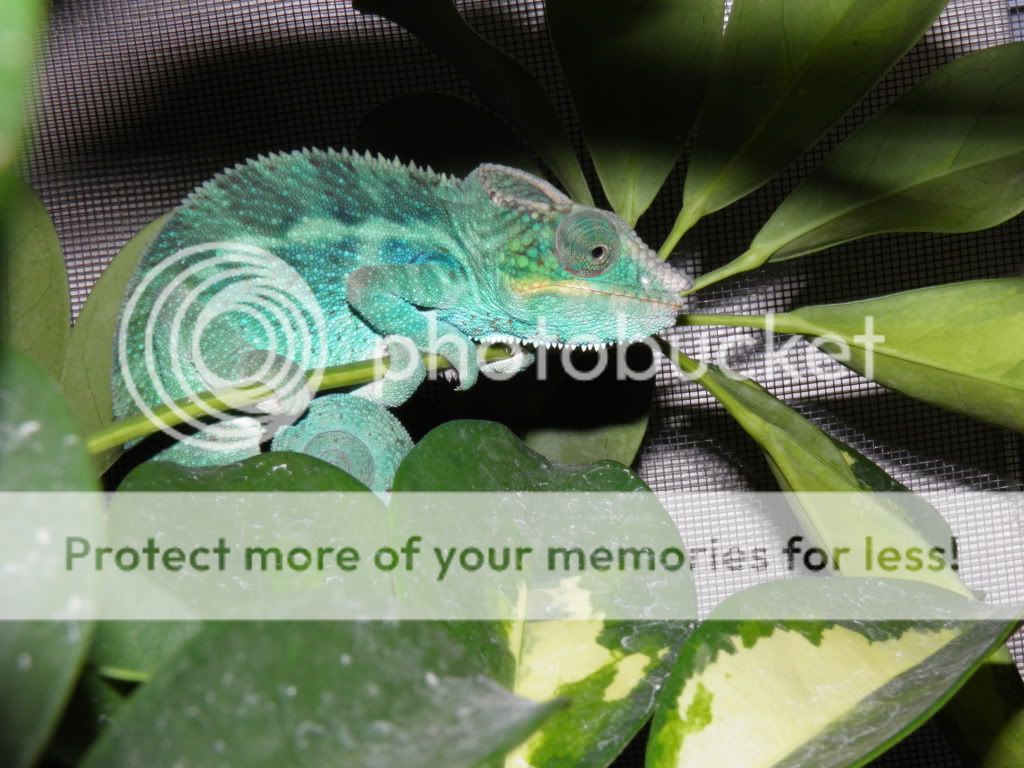 chameleon024.jpg