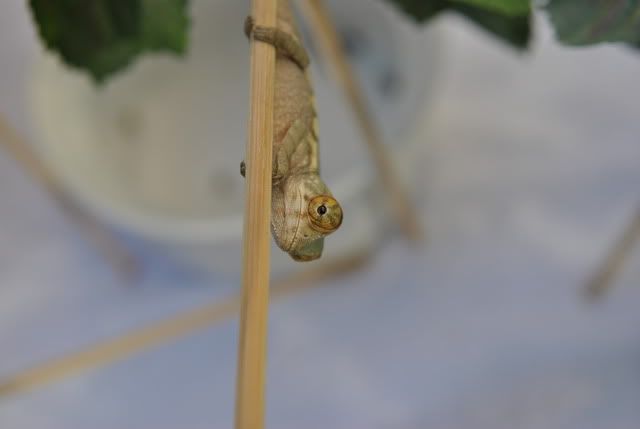 DSC_004210.jpg
