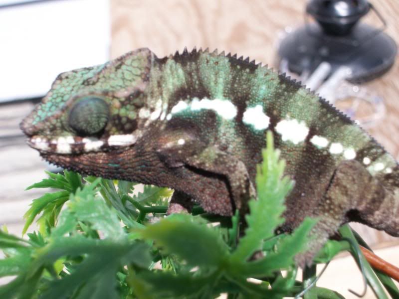 Help! Found Blood | Chameleon Forums