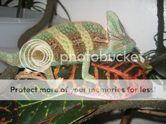 chameleon001.jpg