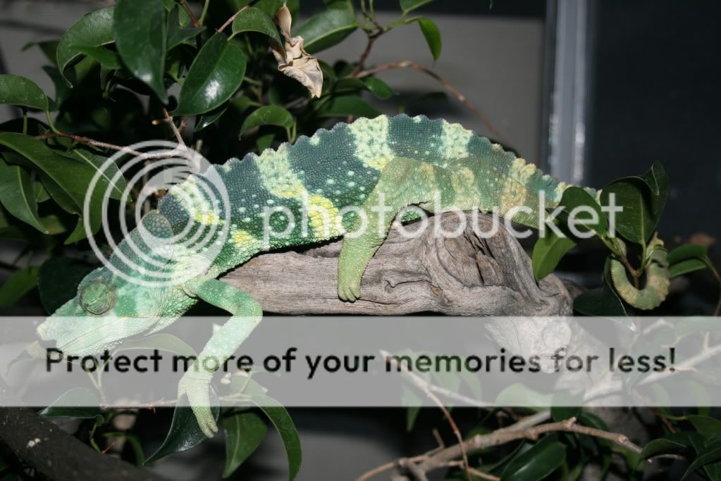 eospics9-19-09006-14.jpg