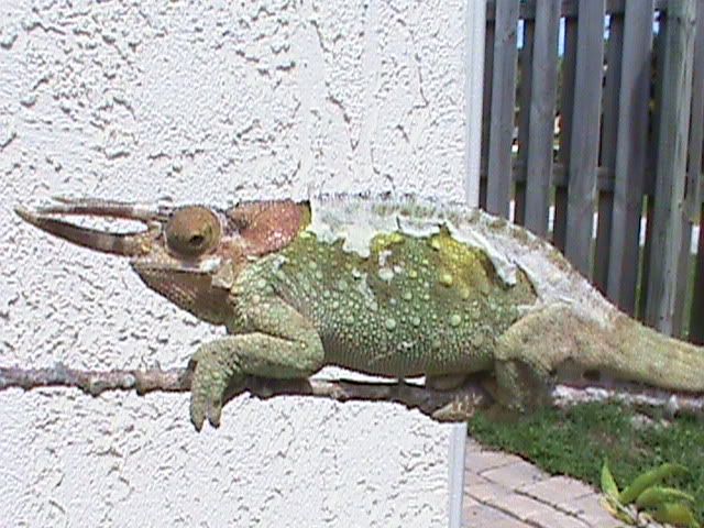DSC00003.jpg