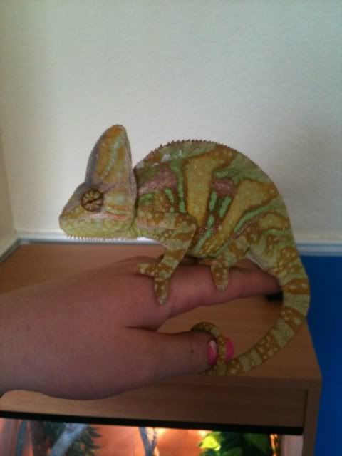 chameleon3.jpg