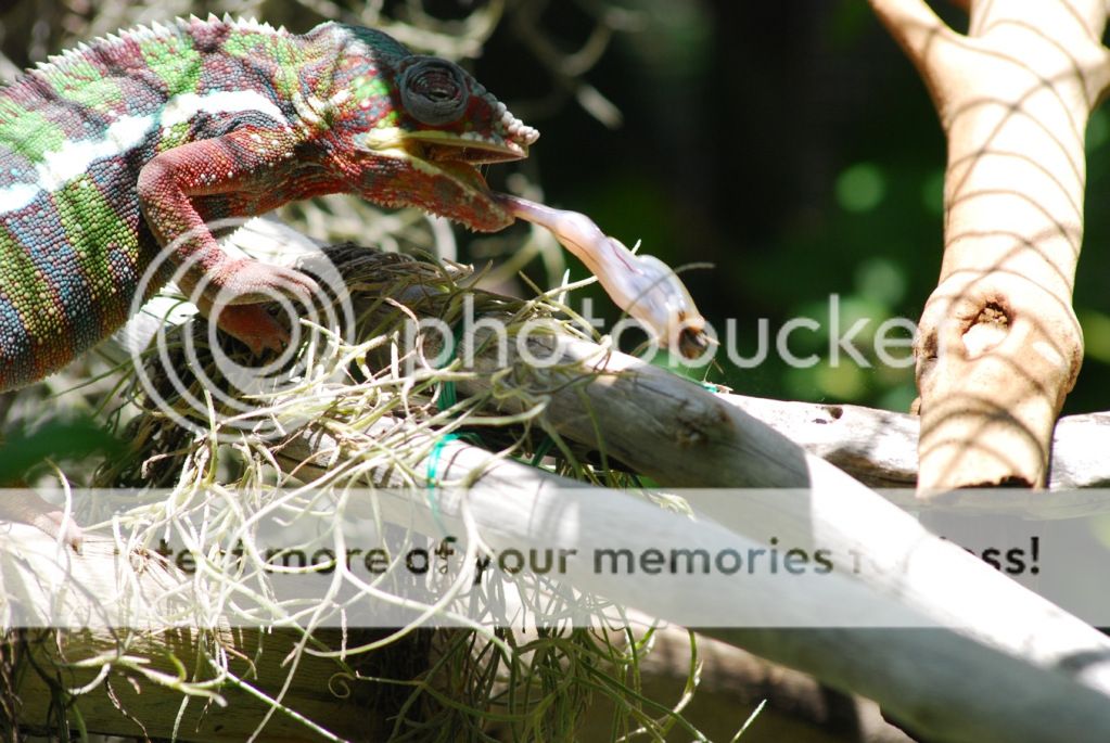 DSC_0141.jpg