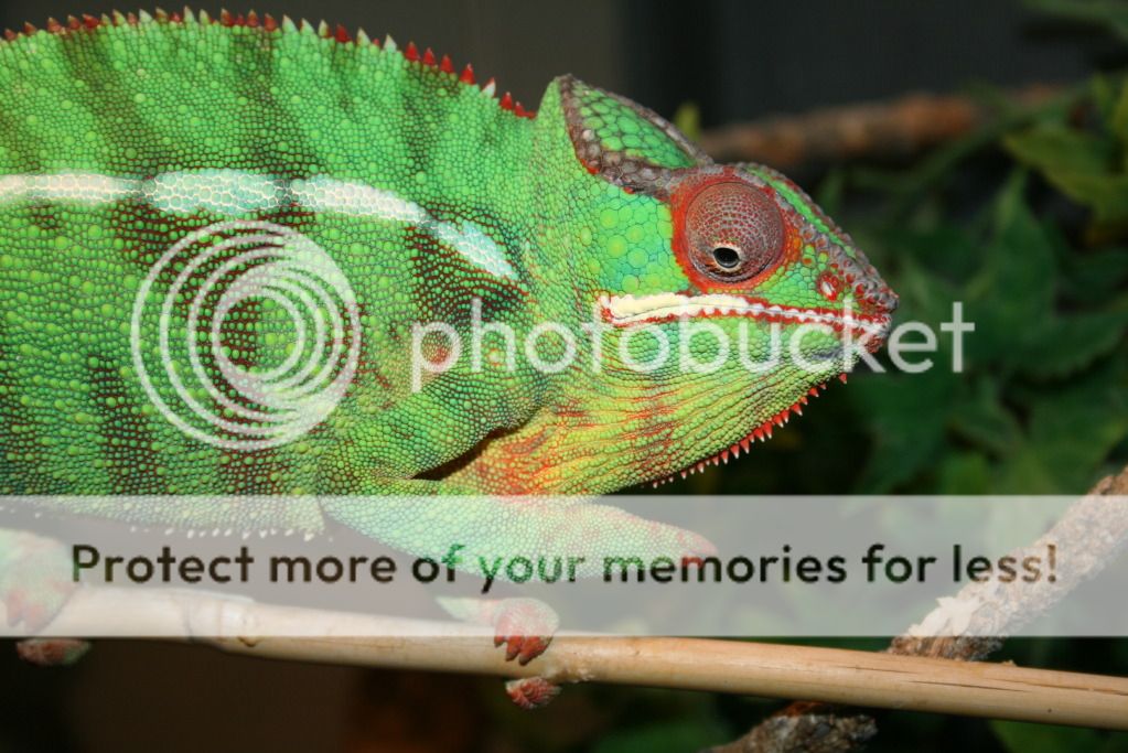 somepics007.jpg